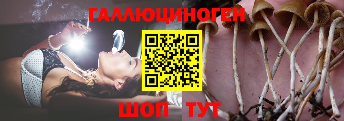 Тобольск  Псилоцибиновые грибы Psilocybe  Вход с VPN 